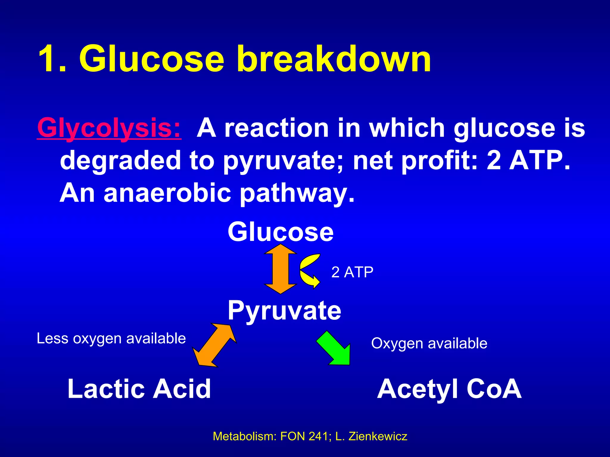 1. Glucose breakdown
Glycolysis: A reaction in which glucose is
 degraded to pyruvate; net profit: 2 ATP.
 An anaerobic pathway.
              Glucose
                                            2 ATP

                          Pyruvate
Less oxygen available                              Oxygen available


    Lactic Acid                                     Acetyl CoA
                        Metabolism: FON 241; L. Zienkewicz
 