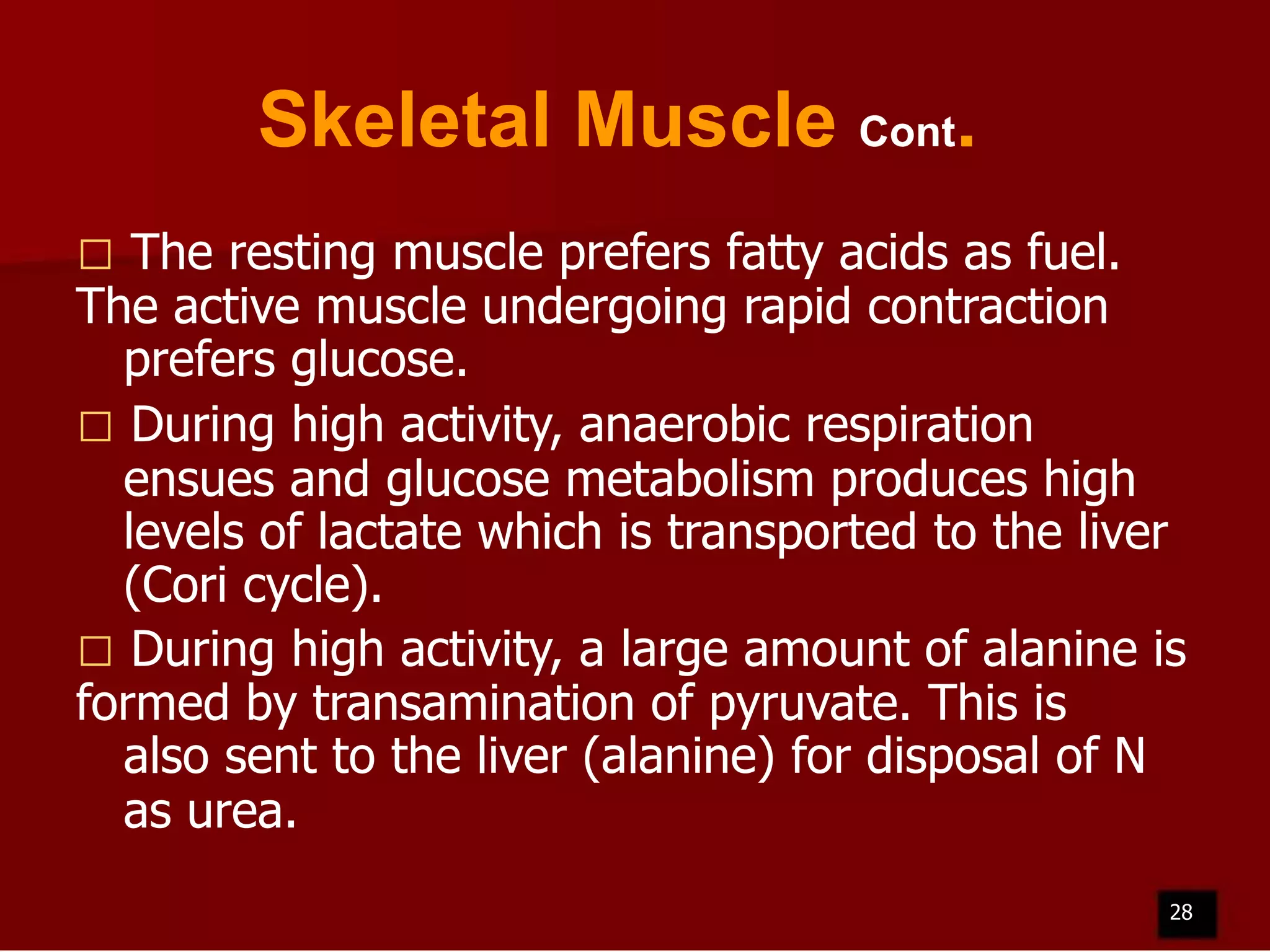Skeletal Muscle Cont.
The resting muscle prefers fatty acids as fuel.
The active muscle undergoing rapid contraction
prefers glucose.
 During high activity, anaerobic respiration
ensues and glucose metabolism produces high
levels of lactate which is transported to the liver
(Cori cycle).
 During high activity, a large amount of alanine is
formed by transamination of pyruvate. This is
also sent to the liver (alanine) for disposal of N
as urea.


28

 