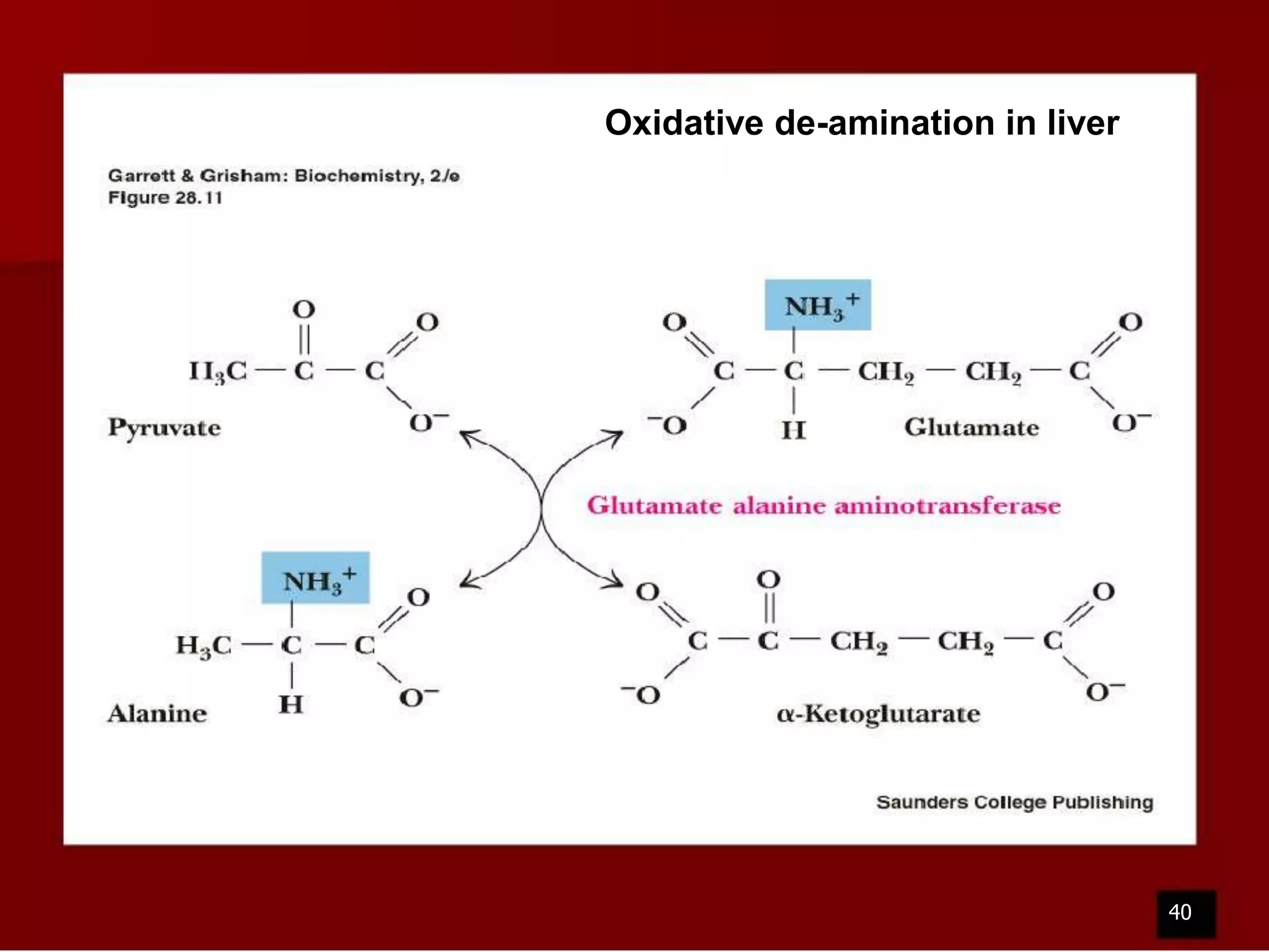 Oxidative de-amination in liver

40

 