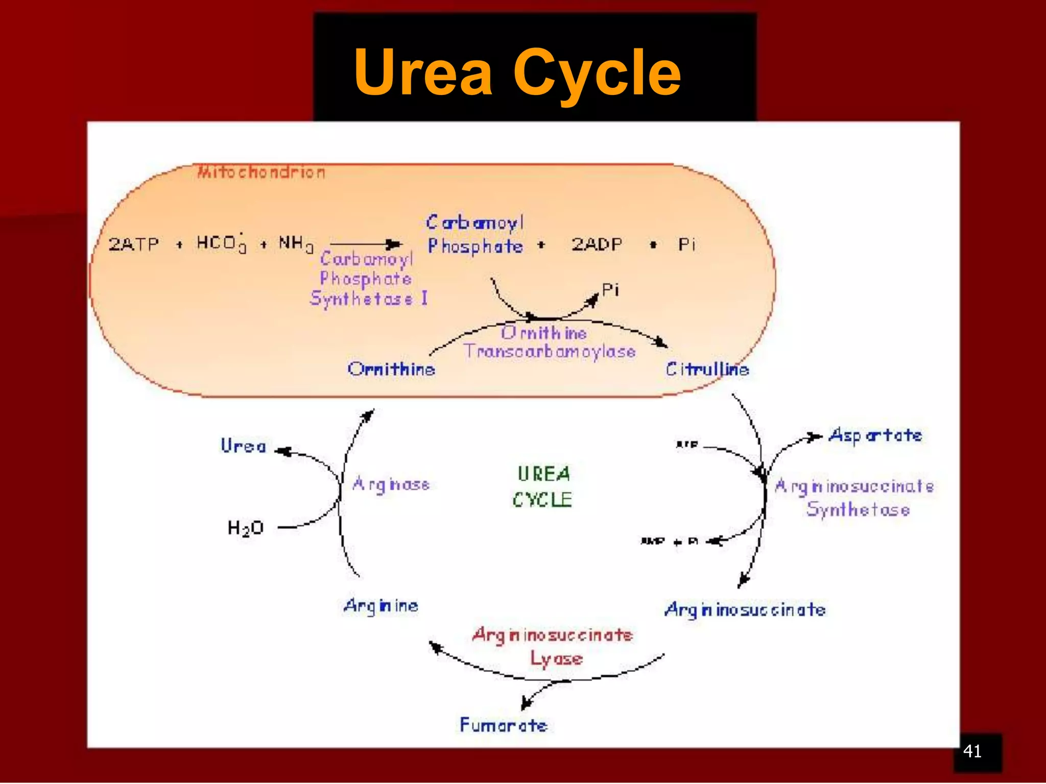 Urea Cycle

41

 