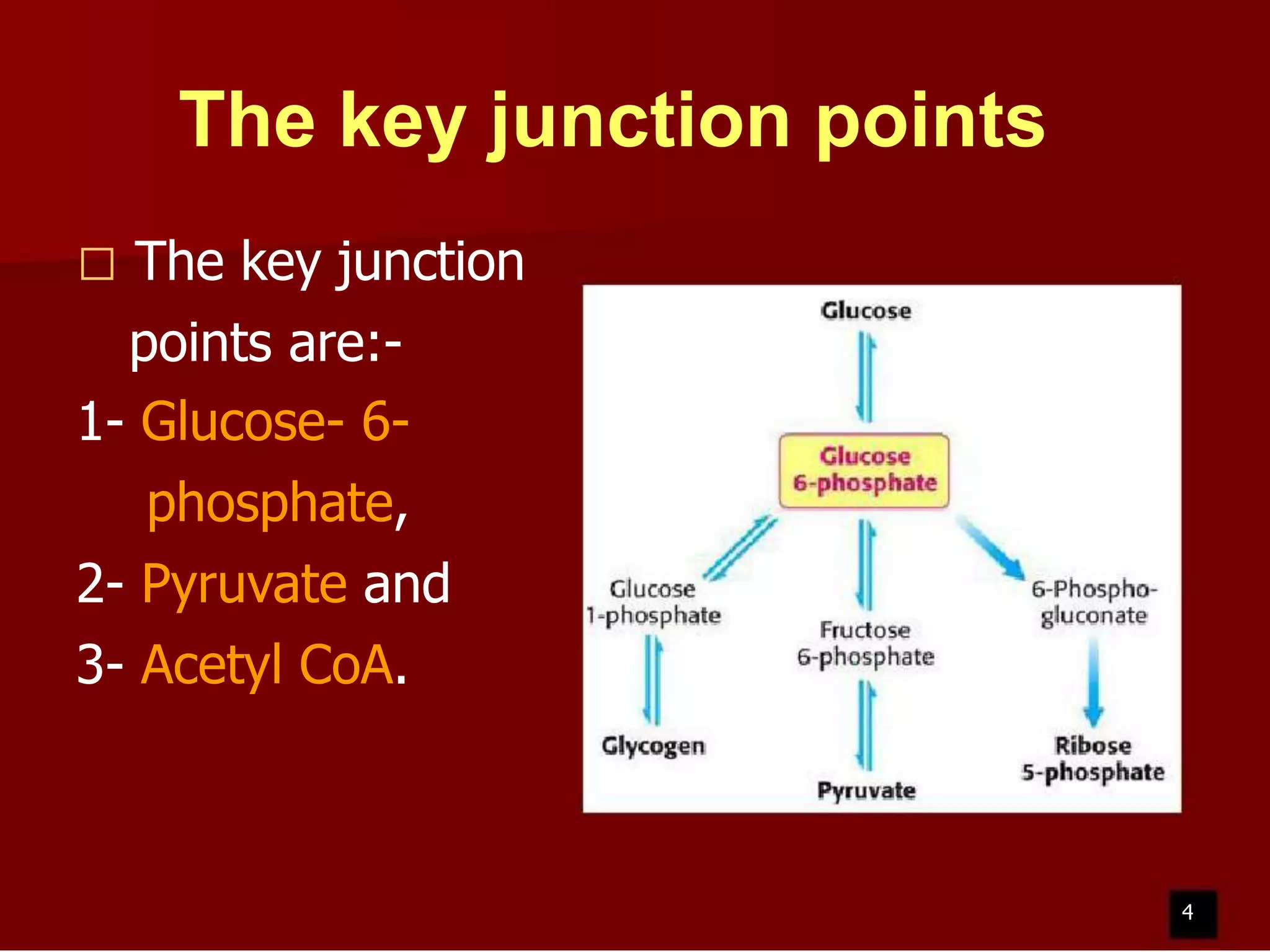 The key junction points


The key junction

points are:1- Glucose- 6phosphate,
2- Pyruvate and
3- Acetyl CoA.

4

 