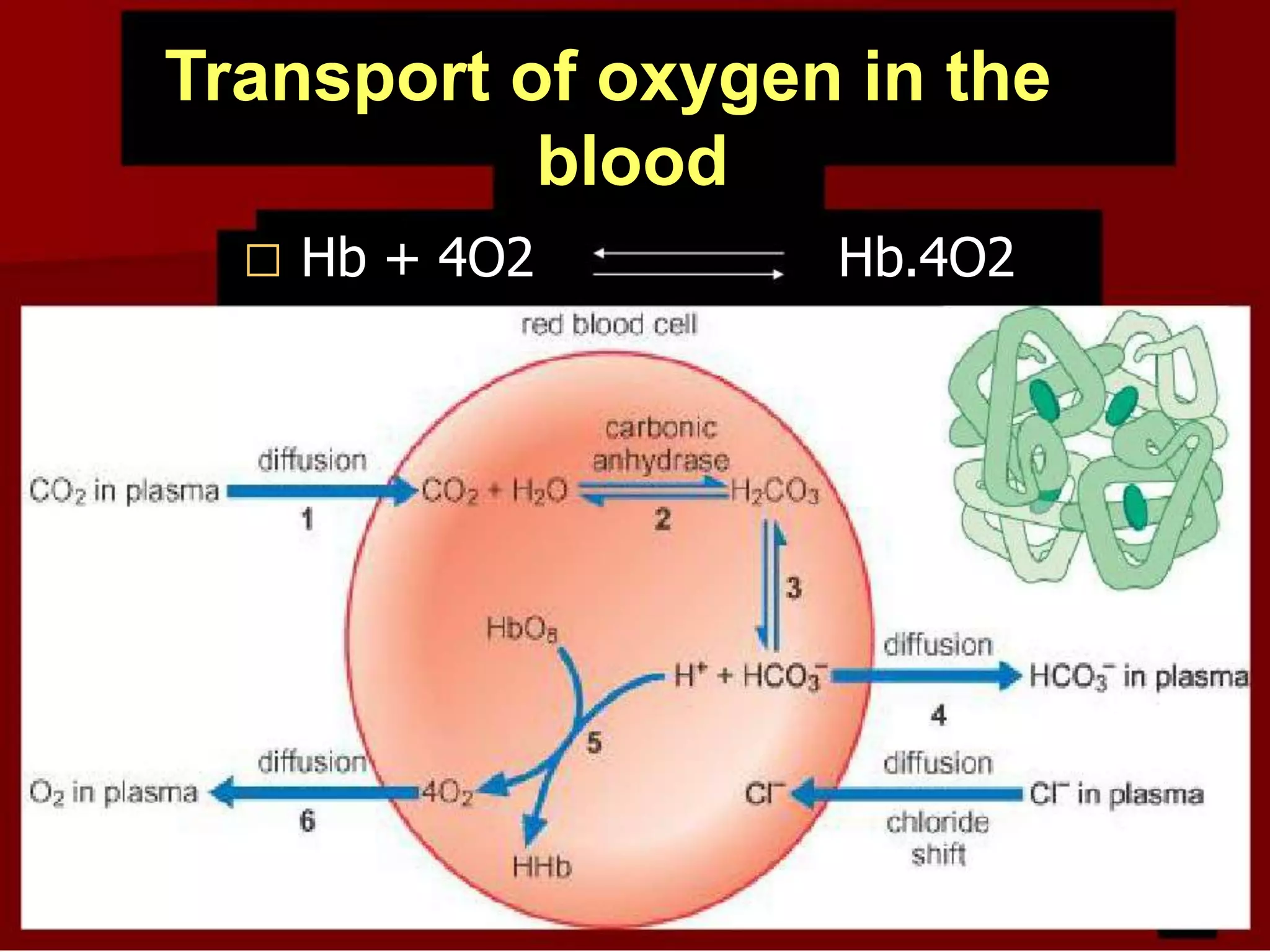 Transport of oxygen in the
blood


Hb + 4O2

Hb.4O2

 
