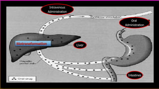 Oral
Administration
Intestines
Liver
Intravenous
Administration
 