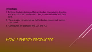 HOW IS ENERGY PRODUCED?
Three stages:
1. Proteins, Carbohydrates and Fats are broken down during digestion
and absorption into smaller units: AAs, monosaccharides and fatty
acids.
2. These smaller compounds are further broken down into 2-carbon
compounds.
3. Compounds are degraded into CO2 and H20.
 
