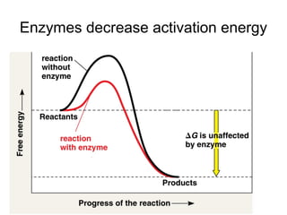 Enzymes decrease activation energy
 
