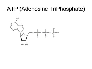 ATP (Adenosine TriPhosphate)
 