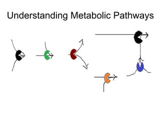 Understanding Metabolic Pathways
 