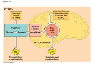 Figure 9.6-2
Electrons
carried
via NADH
Electrons carried
via NADH and
FADH2
Citric
acid
cycle
Pyruvate
oxidation
Acetyl CoA
Glycolysis
Glucose Pyruvate
CYTOSOL
MITOCHONDRION
ATP ATP
Substrate-level
phosphorylation
Substrate-level
phosphorylation
 