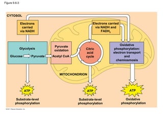 Figure 9.6-3
Electrons
carried
via NADH
Electrons carried
via NADH and
FADH2
Citric
acid
cycle
Pyruvate
oxidation
Acetyl CoA
Glycolysis
Glucose Pyruvate
Oxidative
phosphorylation:
electron transport
and
chemiosmosis
CYTOSOL
MITOCHONDRION
ATP ATP ATP
Substrate-level
phosphorylation
Substrate-level
phosphorylation
Oxidative
phosphorylation
 