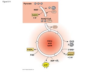 Figure 9.11
Pyruvate
NAD+
NADH
+ H+
Acetyl CoA
CO2
CoA
CoA
CoA
2 CO2
ADP + P i
FADH2
FAD
ATP
3 NADH
3 NAD+
Citric
acid
cycle
+ 3 H+
 