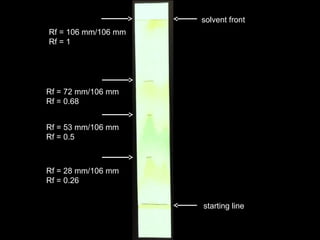 solvent front
starting line
Rf = 106 mm/106 mm
Rf = 1
Rf = 72 mm/106 mm
Rf = 0.68
Rf = 53 mm/106 mm
Rf = 0.5
Rf = 28 mm/106 mm
Rf = 0.26
 