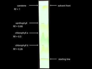 solvent front
xanthophyll
chlorophyll a
carotene
starting line
chlorophyll b
Rf = 1
Rf = 0.68
Rf = 0.5
Rf = 0.26
 