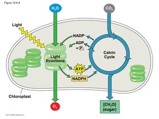 Figure 10.6-4
Light
Light
Reactions
Calvin
Cycle
Chloroplast
[CH2O]
(sugar)
ATP
NADPH
NADP+
ADP
+ P i
H2O CO2
O2
 