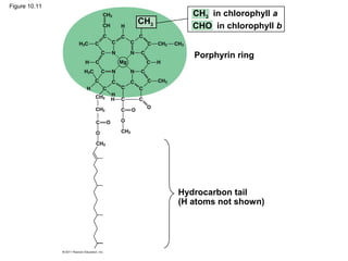 Figure 10.11
Hydrocarbon tail
(H atoms not shown)
Porphyrin ring
CH3
CH3 in chlorophyll a
CHO in chlorophyll b
 