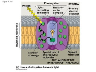 Figure 10.13a
(a) How a photosystem harvests light
Thylakoidmembrane
Photon
Photosystem STROMA
Light-
harvesting
complexes
Reaction-
center
complex
Primary
electron
acceptor
Transfer
of energy
Special pair of
chlorophyll a
molecules
Pigment
molecules
THYLAKOID SPACE
(INTERIOR OF THYLAKOID)
e−
 
