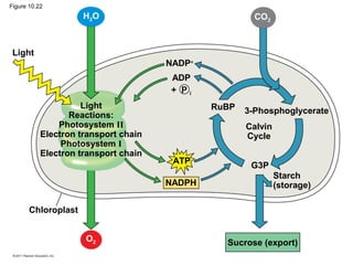 Figure 10.22
Light
Light
Reactions:
Photosystem II
Electron transport chain
Photosystem I
Electron transport chain
NADP+
ADP
+ P i
RuBP
ATP
NADPH
3-Phosphoglycerate
Calvin
Cycle
G3P
Starch
(storage)
Sucrose (export)
Chloroplast
H2O CO2
O2
 