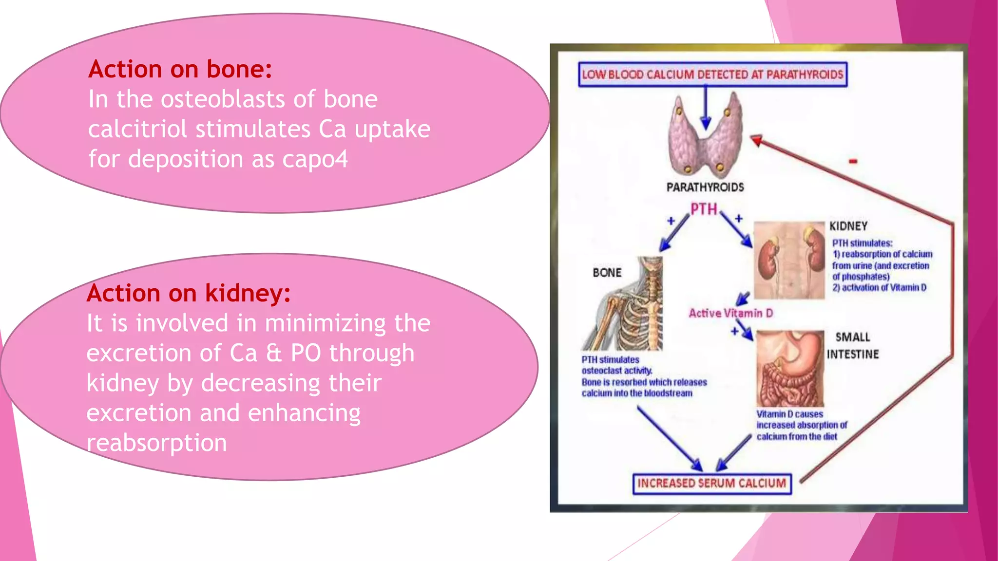 Metabolism calcium @phosphorus | PPTX | Endocrine and Metabolic ...