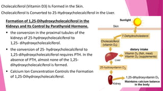 Cholecalciferol (Vitamin D3) Is Formed in the Skin.
Cholecalciferol Is Converted to 25-Hydroxycholecalciferol in the Liver.
Formation of 1,25-Dihydroxycholecalciferol in the
Kidneys and Its Control by Parathyroid Hormone.
 the conversion in the proximal tubules of the
kidneys of 25-hydroxycholecalciferol to
1,25- dihydroxycholecalciferol.
 the conversion of 25- hydroxycholecalciferol to
1,25-dihydroxycholecalciferol requires PTH. In the
absence of PTH, almost none of the 1,25-
dihydroxycholecalciferol is formed.
 Calcium Ion Concentration Controls the Formation
of 1,25-Dihydroxycholecalciferol.
 