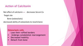 Action of Calcitonin
Net effect of calcitonin decreases Serum Ca
Target site
Bone (osteoclasts)
decreased ability of osteoclasts to resorb bone
Osteoclasts cells
 Lose their ruffled borders
 Undergo cytoskeletal rearrangement
 Decreased mobility
 Detach from bone
 