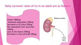 Daily turnover rates of Ca in an adult are as follows:
Intake 1000mg.
Intestinal absorption 350mg
Secretion in GI juice 250mg
Net absorption over secretion
100mg
Loss in the faeces 200mg
Excretion in the urine 80-100mg
 