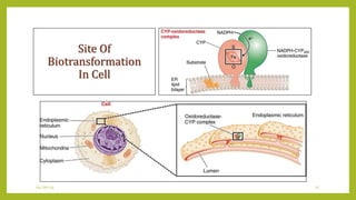 Site Of
Biotransformation
In Cell
04-Jan-14 11
 