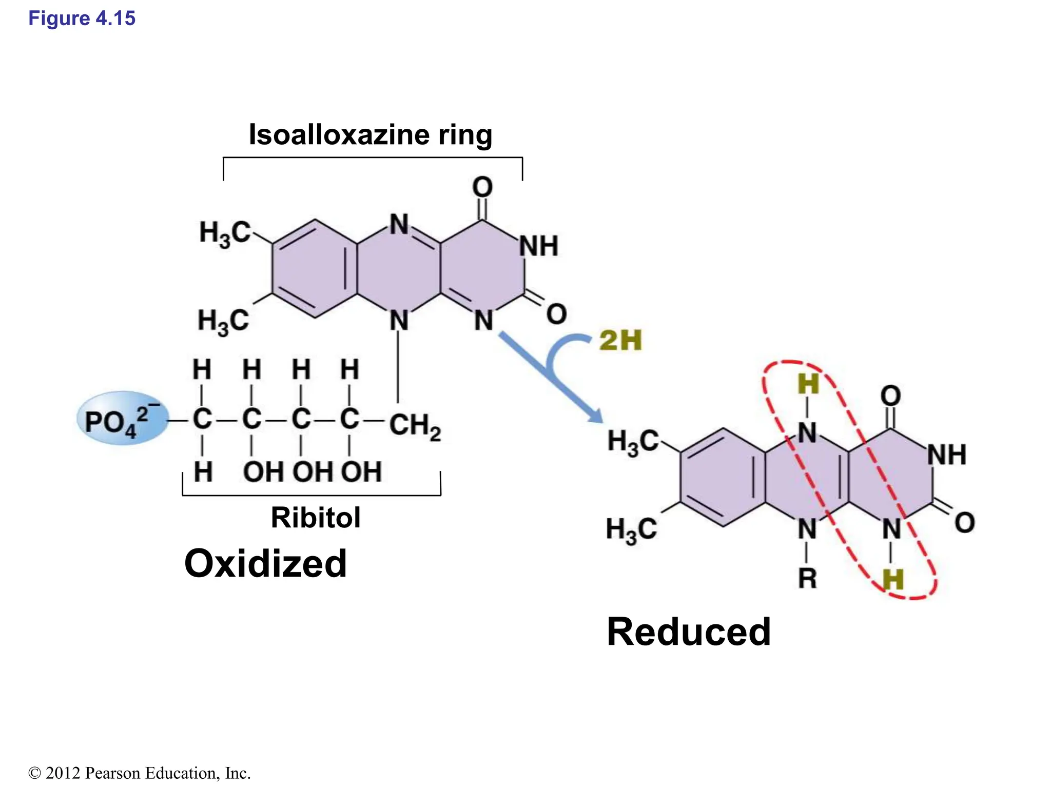 metabolism.ppt