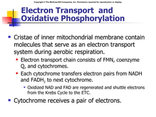 Electron Transport  and Oxidative Phosphorylation Cristae of inner mitochondrial membrane contain molecules that serve as an electron transport system during aerobic respiration. Electron transport chain consists of FMN, coenzyme Q, and cytochromes. Each cytochrome transfers electron pairs from NADH and FADH 2  to next cytochrome.  Oxidized NAD and FAD are regenerated and shuttle electrons from the Krebs Cycle to the ETC. Cytochrome receives a pair of electrons. 