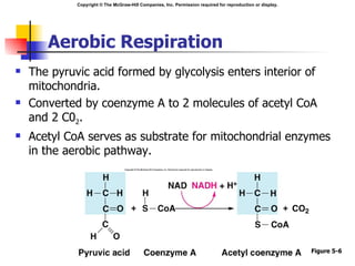 Aerobic Respiration The pyruvic acid formed by glycolysis enters interior of mitochondria. Converted by coenzyme A to 2 molecules of acetyl CoA  and 2 C0 2 . Acetyl CoA serves as substrate for mitochondrial enzymes in the aerobic pathway. Figure 5-6 