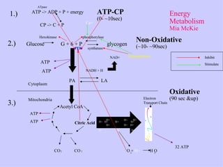 ATP -> ADP + P + energy ATpase CP -> C + P 1.) 2.) Glucose  G + 6 + P  glycogen Hexokinase  phosphorylase ATP ATP PA  LA  Cytoplasm Mitochondria 3.) Acetyl CoA Citric Acid ATP ATP CO  CO 2  2 H+  H+  H+  H+  H+  H+  H+ H+  H+  H+ H+  H+  H+ Electron Transport Chain 32 ATP O +  H+   H O  2  2 Energy Metabolism Mia McKie ATP-CP (0- ~10sec) Non-Oxidative (~10- ~90sec) Oxidative (90 sec &up) NADH + H NAD+ Ca+ PFK synthatase Epinephrine Inhibit Stimulate 