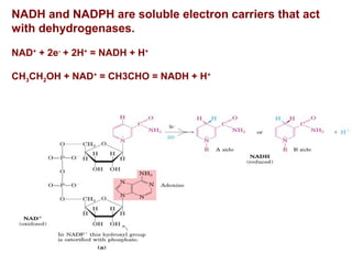 NADH and NADPH are soluble electron carriers that act
with dehydrogenases.
NAD+
+ 2e-
+ 2H+
= NADH + H+
CH3CH2OH + NAD+
= CH3CHO = NADH + H+
 