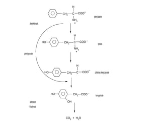 H
CH2
COO
NH3
H
CH2
COO
NH3
OH
H
CH2
COOOH
COOCH2
OH
OH
CO2
+ H2
O
C
_
phenylalanine
+
C
+
_
C
tyrosine
p.hydroxyphenylpyruvate
_
_
homogentisate
phenylketonuria
Defectivein
Alcaptonuria
phenyl-pyruvate
 