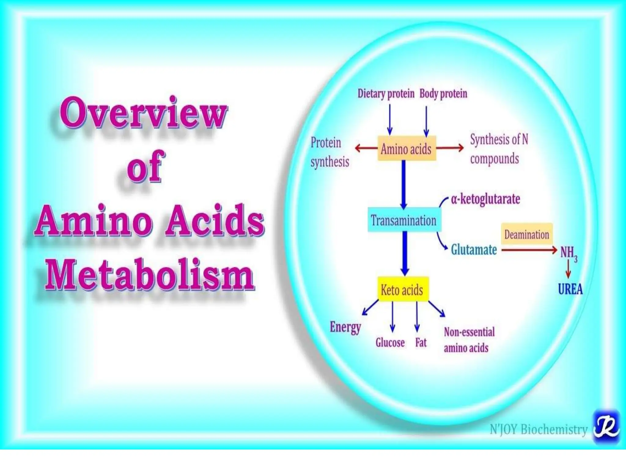 Metabolism of carbohydrates , amino acids & Lipids | PPTX