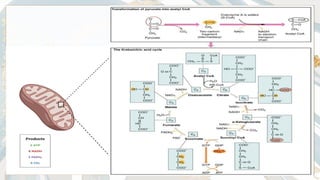 Comprehensive Overview of Digestive System Metabolism and Nutritional ...