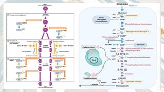 Comprehensive Overview of Digestive System Metabolism and Nutritional ...