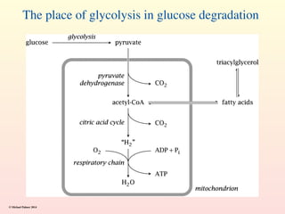 The place of glycolysis in glucose degradation
© Michael Palmer 2014
 