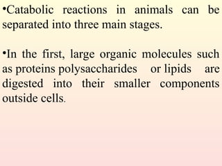•Catabolic reactions in animals can be
separated into three main stages.
•In the first, large organic molecules such
as proteins polysaccharides or lipids are
digested into their smaller components
outside cells.
 