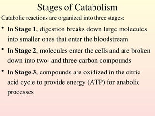 Stages of Catabolism
Catabolic reactions are organized into three stages:
• In Stage 1, digestion breaks down large molecules
into smaller ones that enter the bloodstream
• In Stage 2, molecules enter the cells and are broken
down into two- and three-carbon compounds
• In Stage 3, compounds are oxidized in the citric
acid cycle to provide energy (ATP) for anabolic
processes
 