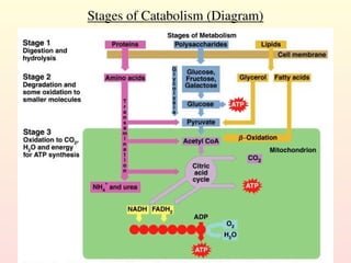 Stages of Catabolism (Diagram)
 