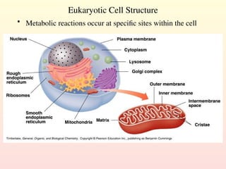 Eukaryotic Cell Structure
• Metabolic reactions occur at specific sites within the cell
 