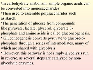•In carbohydrate anabolism, simple organic acids can
be converted into monosaccharides
•Then used to assemble polysaccharides such
as starch.
•The generation of glucose from compounds
like pyruvate, lactate, glycerol, glycerate 3-
phosphate and amino acids is called gluconeogenesis.
• Gluconeogenesis converts pyruvate to glucose-6-
phosphate through a series of intermediates, many of
which are shared with glycolysis
• However, this pathway is not simply glycolysis run
in reverse, as several steps are catalyzed by non-
glycolytic enzymes.
 