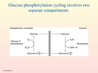 Glucose phosphorylation cycling involves two
separate compartments
© Michael Palmer 2014
 