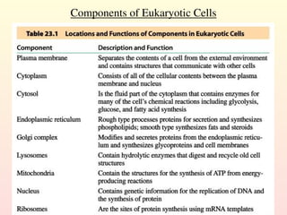 Components of Eukaryotic Cells
 