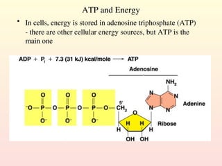 ATP and Energy
• In cells, energy is stored in adenosine triphosphate (ATP)
- there are other cellular energy sources, but ATP is the
main one
 