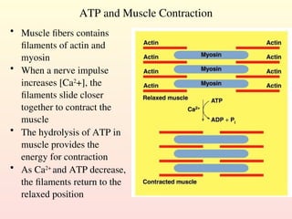 ATP and Muscle Contraction
• Muscle fibers contains
filaments of actin and
myosin
• When a nerve impulse
increases [Ca2
+], the
filaments slide closer
together to contract the
muscle
• The hydrolysis of ATP in
muscle provides the
energy for contraction
• As Ca2+
and ATP decrease,
the filaments return to the
relaxed position
 