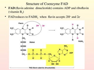 Structure of Coenzyme FAD
• FAD(flavin adenine dinucleotide) contains ADP and riboflavin
(vitamin B2)
• FADreduces to FADH2 when flavin accepts 2H+
and 2e-
 