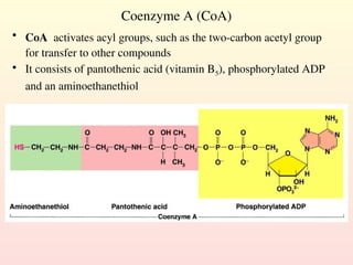 Coenzyme A (CoA)
• CoA activates acyl groups, such as the two-carbon acetyl group
for transfer to other compounds
• It consists of pantothenic acid (vitamin B5), phosphorylated ADP
and an aminoethanethiol
 