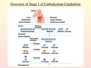 Overview of Stage 1 of Carbohydrate Catabolism
 