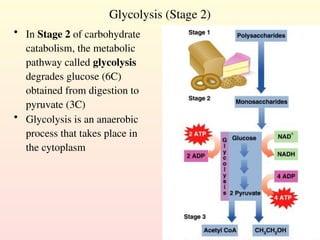 Glycolysis (Stage 2)
• In Stage 2 of carbohydrate
catabolism, the metabolic
pathway called glycolysis
degrades glucose (6C)
obtained from digestion to
pyruvate (3C)
• Glycolysis is an anaerobic
process that takes place in
the cytoplasm
 