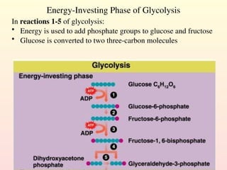 Energy-Investing Phase of Glycolysis
In reactions 1-5 of glycolysis:
• Energy is used to add phosphate groups to glucose and fructose
• Glucose is converted to two three-carbon molecules
 