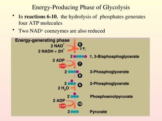 Energy-Producing Phase of Glycolysis
• In reactions 6-10, the hydrolysis of phosphates generates
four ATP molecules
• Two NAD+
coenzymes are also reduced
 